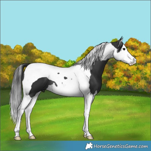 Horse Color:Black Splash Tobiano 