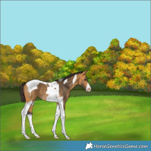 Horse Color:Buckskin Tobiano Frame
