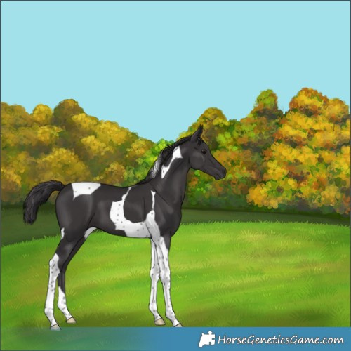Horse Color:Smoky Black Tobiano 