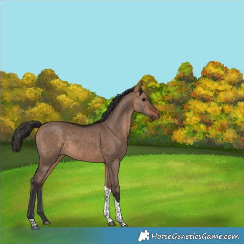 Horse Color:Bay Dun Tobiano