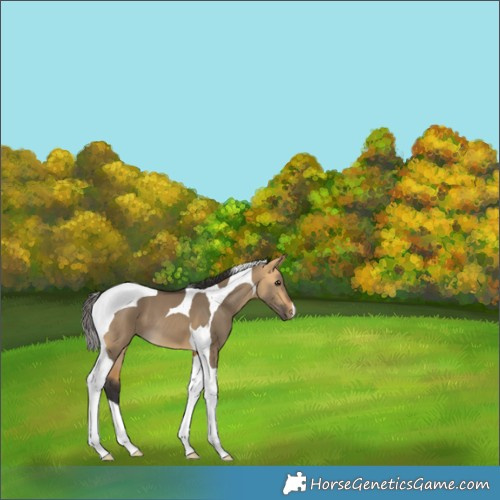 Horse Color:Buckskin Dun Tobiano 