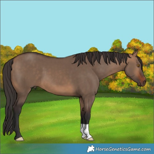 Horse Color:Bay Dun