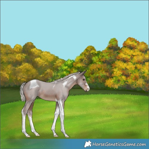 Horse Color:Silver Brown Tobiano