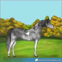 Horse Color:White Spotted Smoky Black Tobiano 