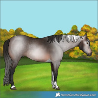 Horse Color:Gray Bay Tobiano 