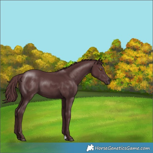 Horse Color:Chocolate Black 