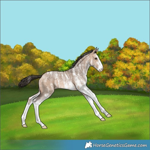 Horse Color:Powder White White Spotted Bay Dun