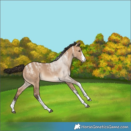 Horse Color:Powder White White Spotted Bay Dun 