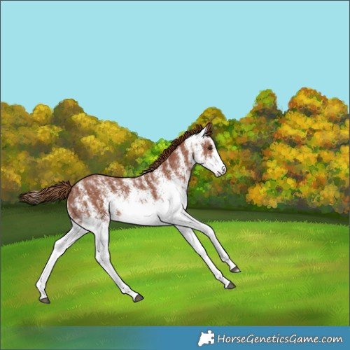 Horse Color:White Spotted Chestnut 