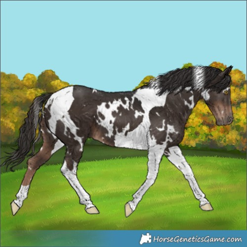 Horse Color:White Spotted Liver Chestnut Tobiano 