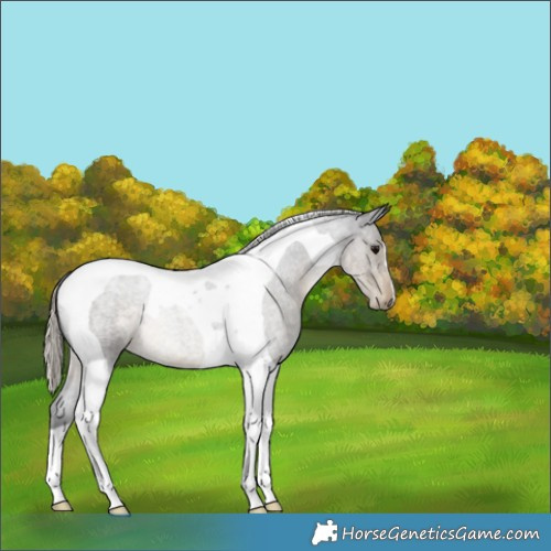 Horse Color:Silver Smoky Blue Roan Tobiano 