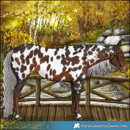 Horse Color:Liver Chestnut Mushroom Near Leopard 