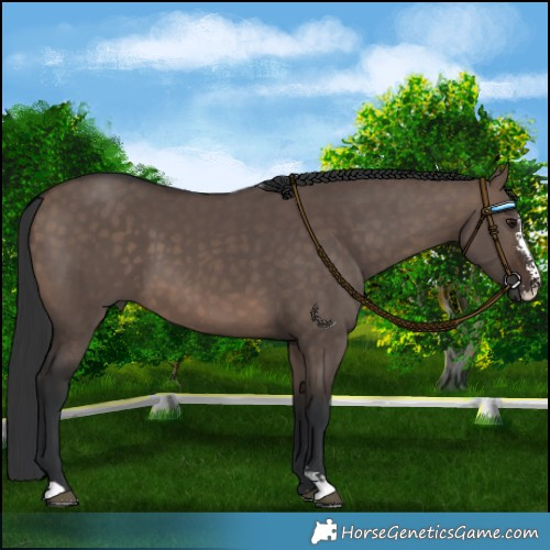 Horse Color:Brown Dun Mushroom Sabino 