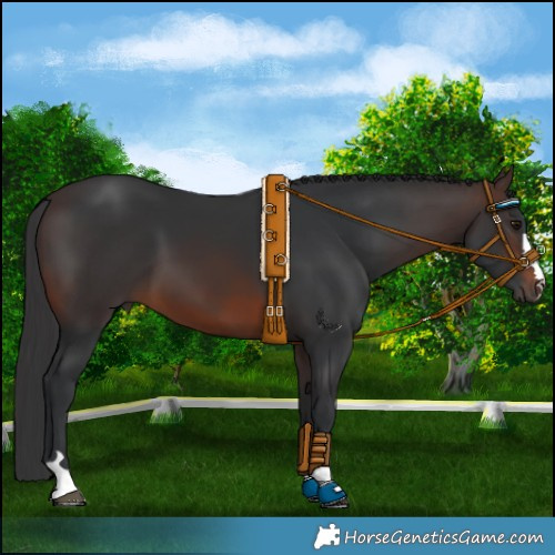 Horse Color:Brown 