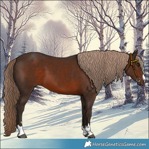 Horse Color:Liver Chestnut 