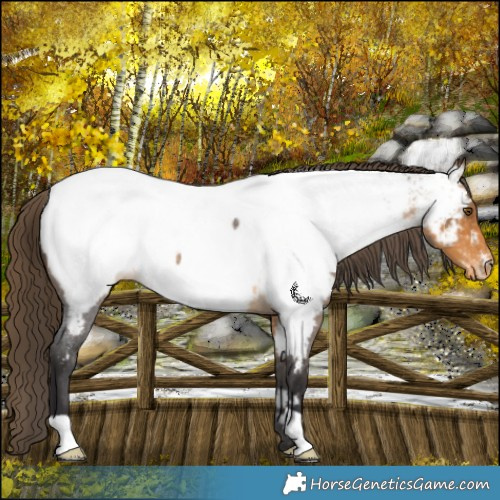 Horse Color:Buckskin Roan Appaloosa