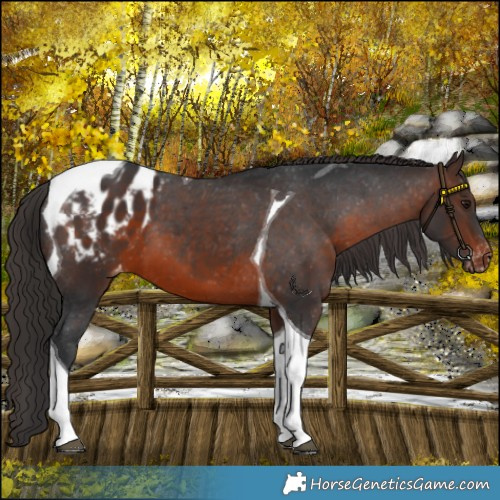 Horse Color:Brown Tobiano Blanket 