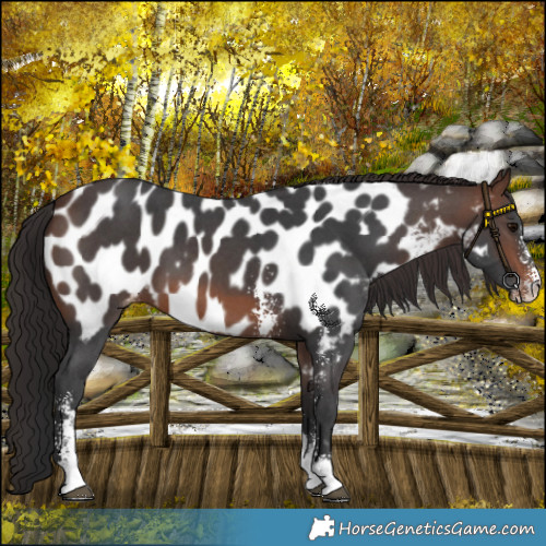 Horse Color:Brown Sabino Near Leopard 