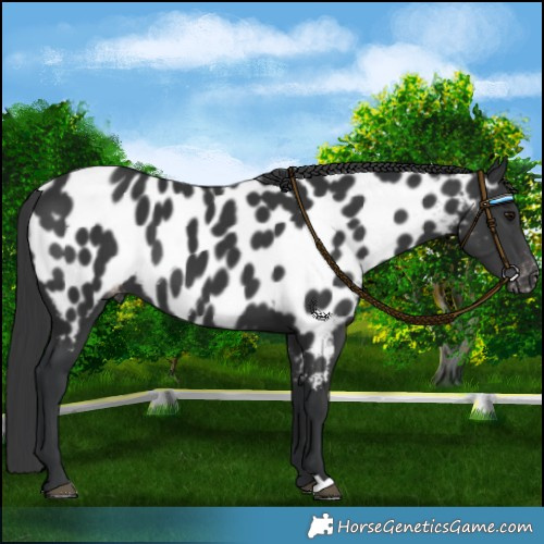 Horse Color:Black Mushroom Near Leopard 