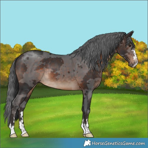 Horse Color:Brown Merle Rabicano 