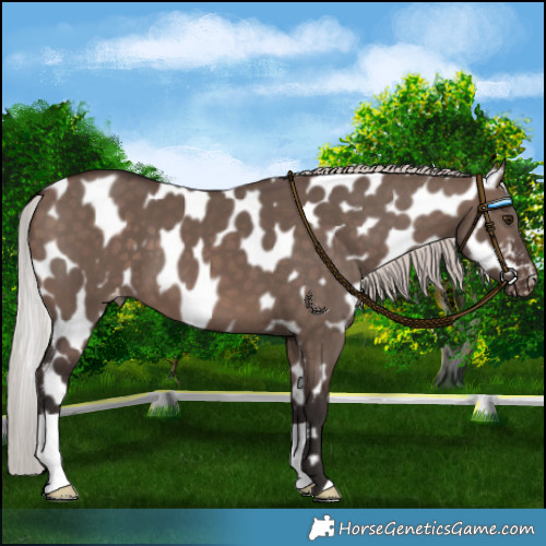Horse Color:Silver Brown Dun Mushroom Near Leopard 