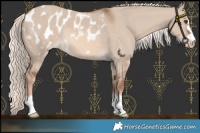 Horse Color:Red Dun Mushroom Appaloosa 