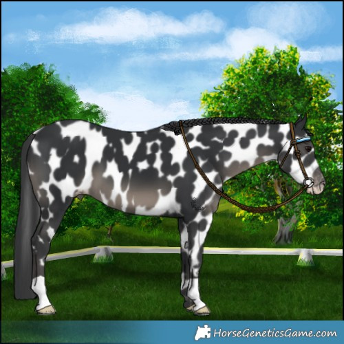 Horse Color:Black Near Leopard 