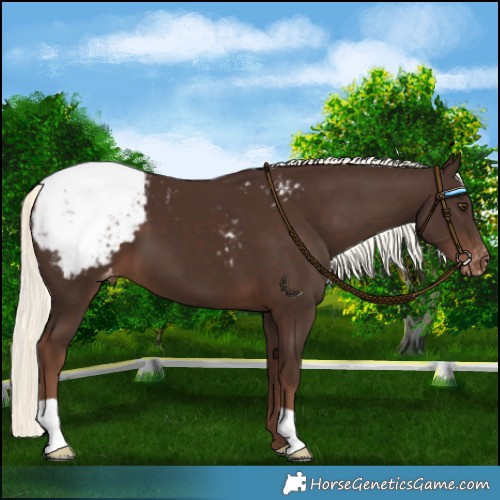 Horse Color:Liver Chestnut Mushroom Snowcap 