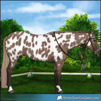 Horse Color:Liver Red Dun Near Leopard