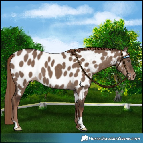 Horse Color:Liver Red Dun Near Leopard 