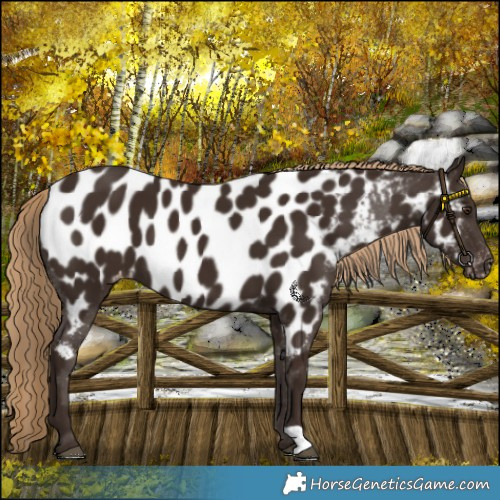 Horse Color:Liver Chestnut Near Leopard 