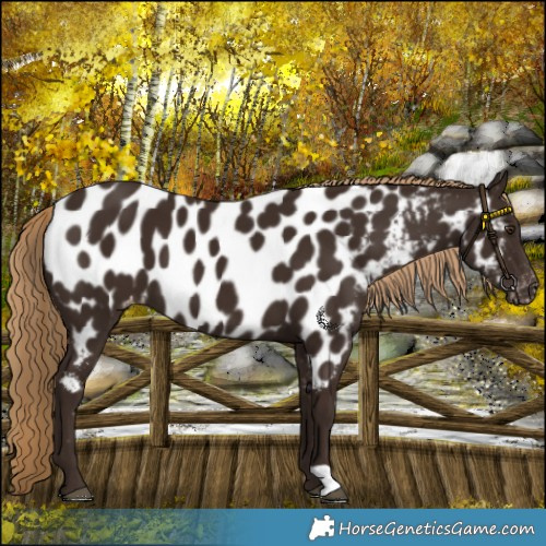 Horse Color:Liver Chestnut Appaloosa 