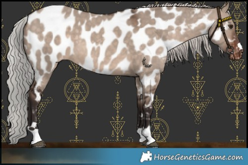 Horse Color:Silver Brown Dun Mushroom Appaloosa 