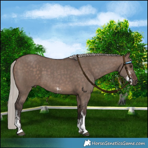 Horse Color:Silver Brown Dun Sabino 