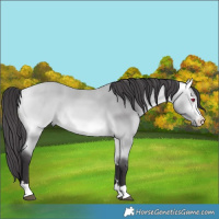Horse Color:Buckskin Chinchilla