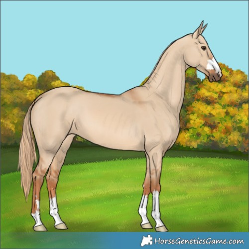 Horse Color:Red Dun 
