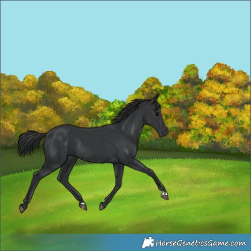 Horse Color:Black Rabicano 