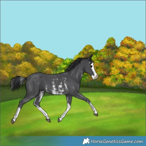 Horse Color:Black Sabino Splash