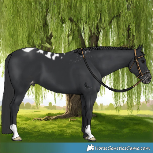 Horse Color:Black Skewed Appaloosa 