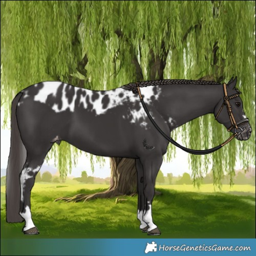 Horse Color:Smoky Black Skewed Appaloosa