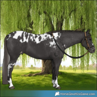 Horse Color:Smoky Black Skewed LP Spotted 