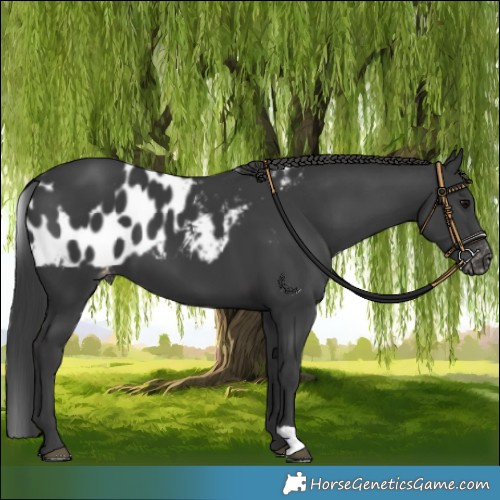 Horse Color:Black Skewed Appaloosa 