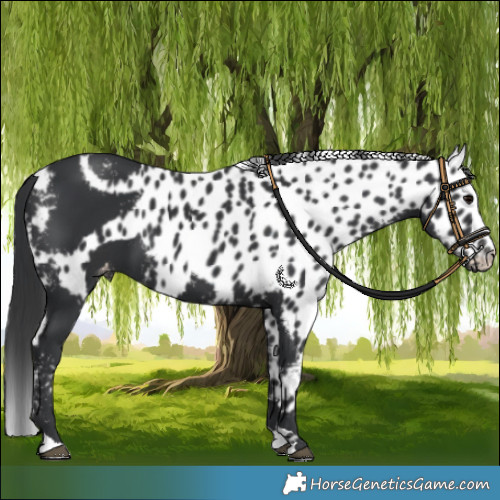 Horse Color:Black Skewed Appaloosa