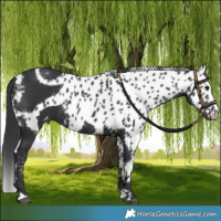 Horse Color:Black Skewed LP Spotted 