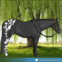 Horse Color:Black Skewed LP Spotted
