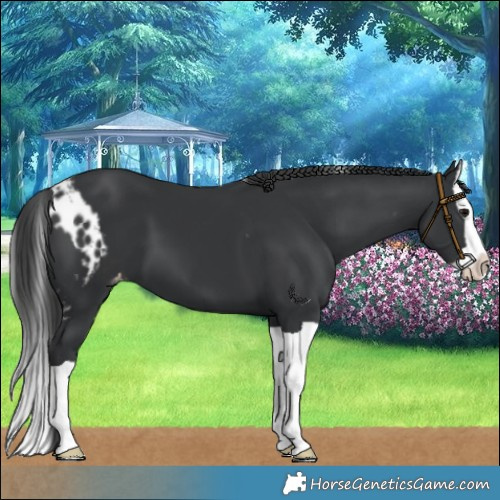 Horse Color:Black Splash Skewed LP Spotted 