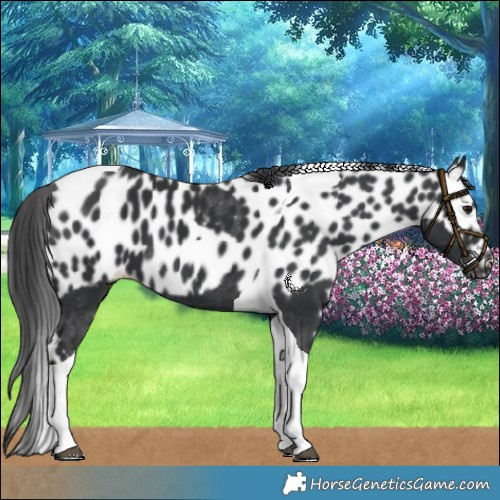 Horse Color:Black Tobiano Skewed LP Spotted 
