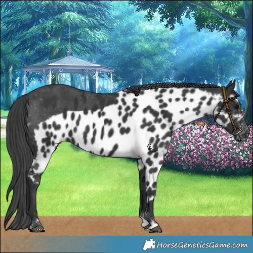 Horse Color:Black Skewed LP Spotted 