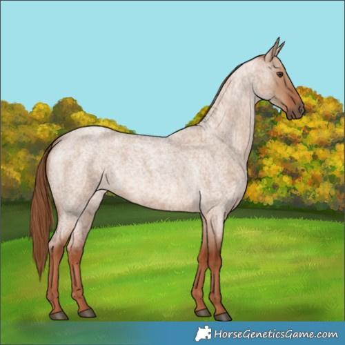 Horse Color:Red Dun Roan