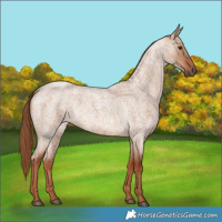 Horse Color:Red Dun Roan 